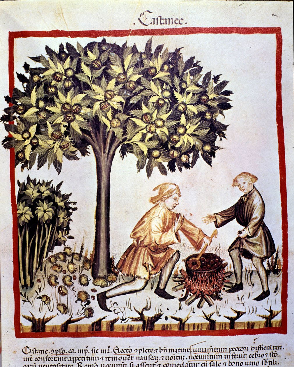 Kastanjoiden keräys ja valmistus syksyllä. Valaistus lääketieteen ja dietetiikan lypsystä "" Tacuinum sanitatis"" tekijältä Unknown artist