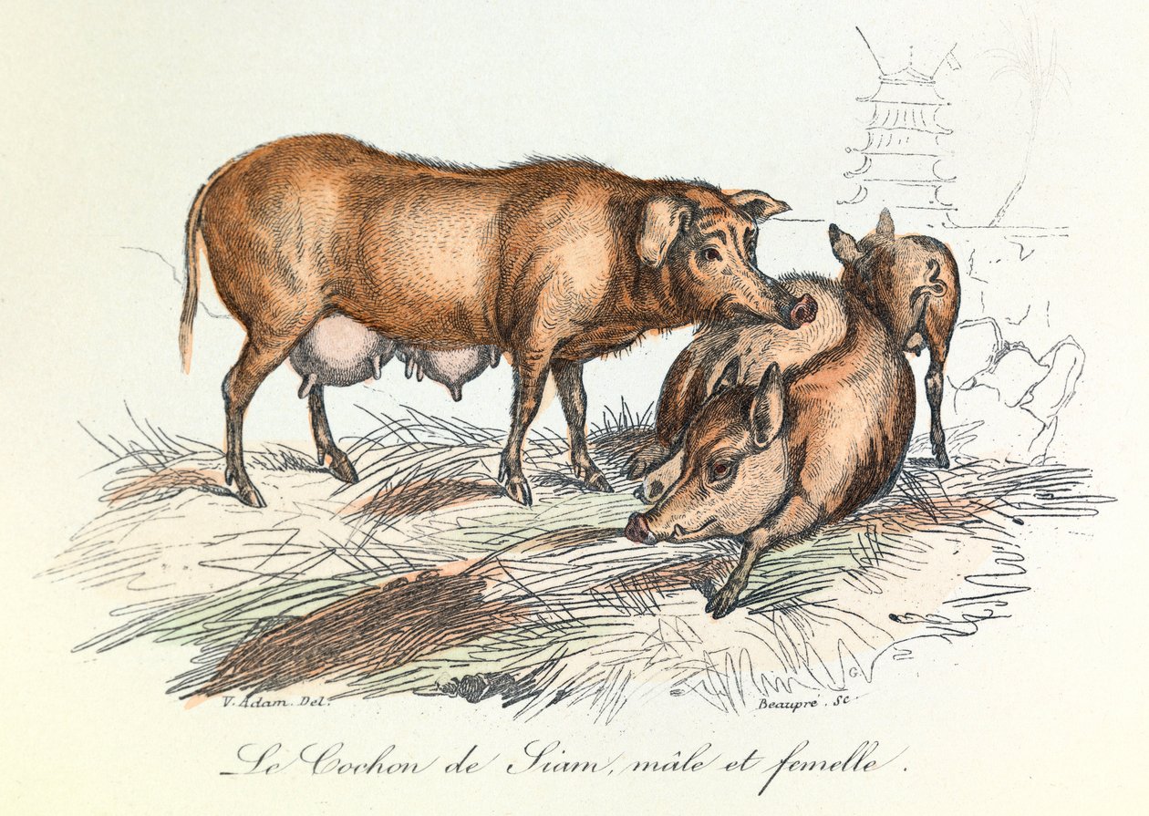"Completes de Buffon", jossa on Linneenen nimikkeistö ja Cuvierin luokitus: Les animaux: Le pig de Siam (kaiverrus). tekijältä Unknown artist