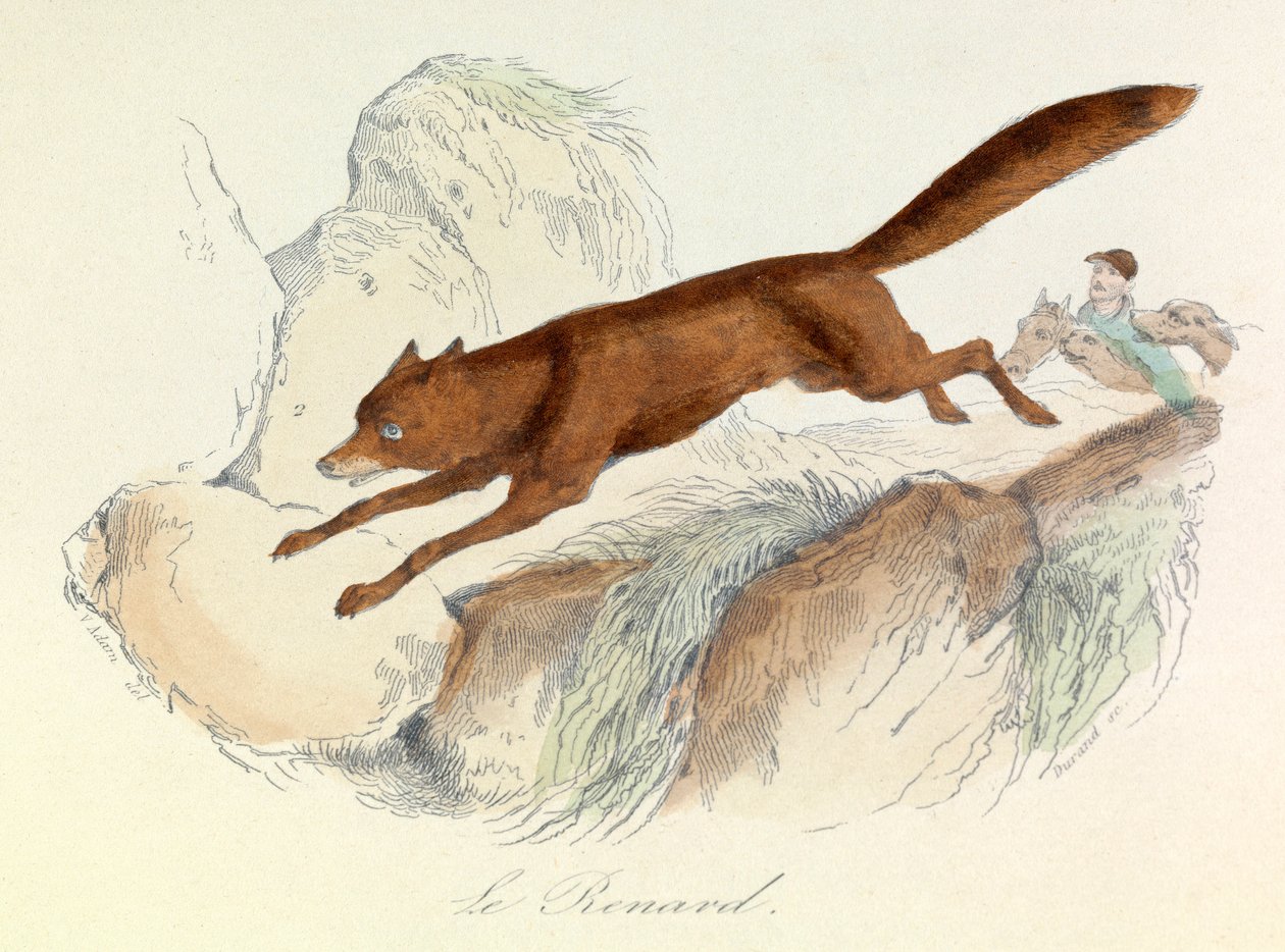 "Completes de Buffon", jossa on Linneenen nimikkeistö ja Cuvierin luokitus: Les animaux: Le fox (kaiverrus) tekijältä Unknown artist