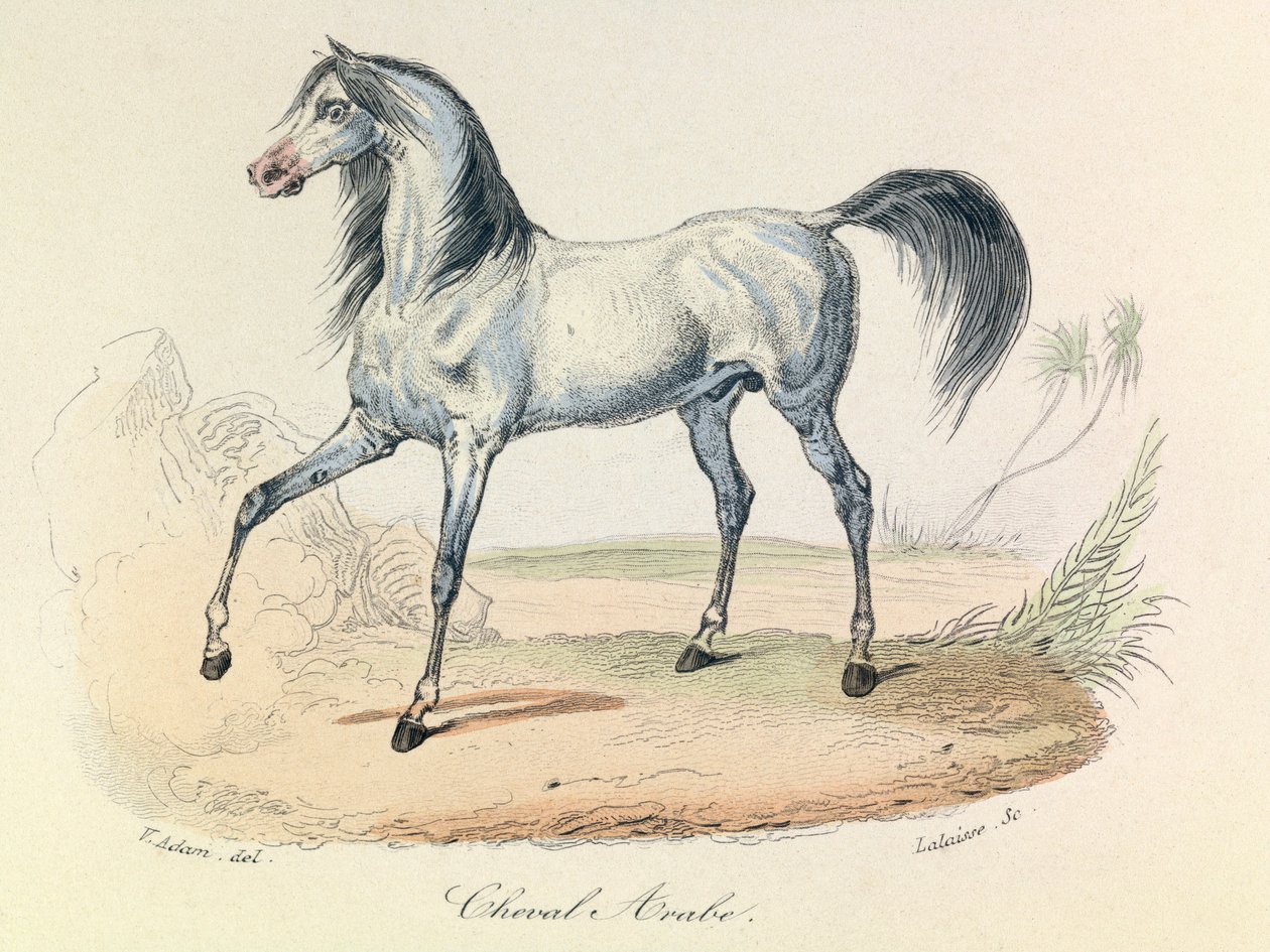"Completes de Buffon", jossa on Linneenen nimikkeistö ja Cuvierin luokitus: Les animaux: Cheval Arabe (kaiverrus) tekijältä Unknown artist