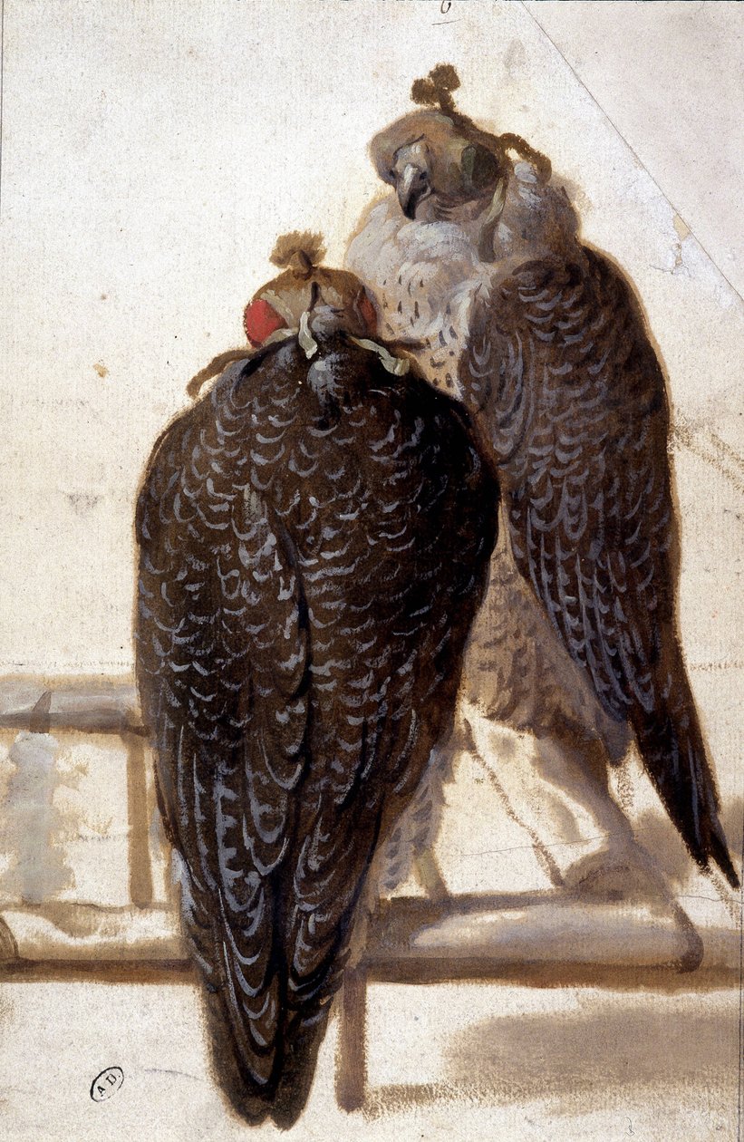 Pari haukkaa. 1700-luvun piirustus. tekijältä Unknown artist