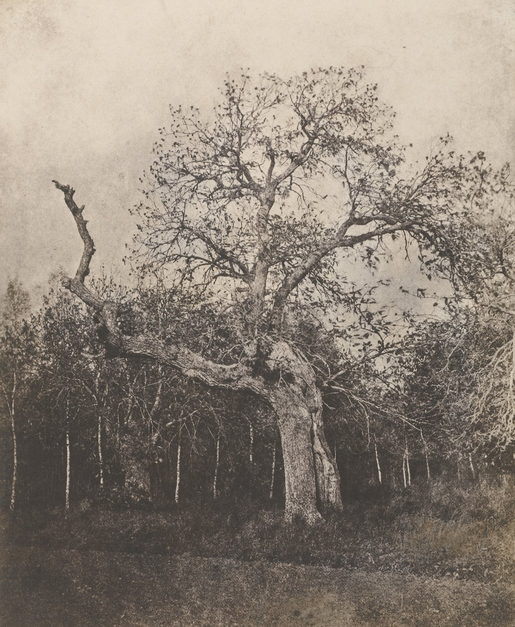 [Kiero puu, jolla on harvat lehdet] tekijältä Unknown artist