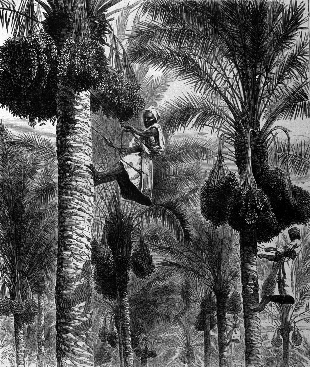 Päivämäärän poiminta Ceylonissa (nykyinen Sri Lanka) 1800-luvun kaiverrus tekijältä Unknown artist