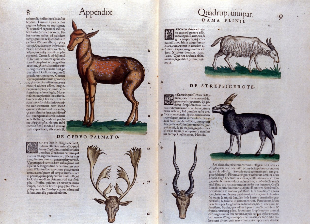 Hirvi ja antilooppi - teoksessa Historia Animalium, kirjoittanut Conrad Gesner (1516 - 1565), Tiguri tekijältä Unknown artist