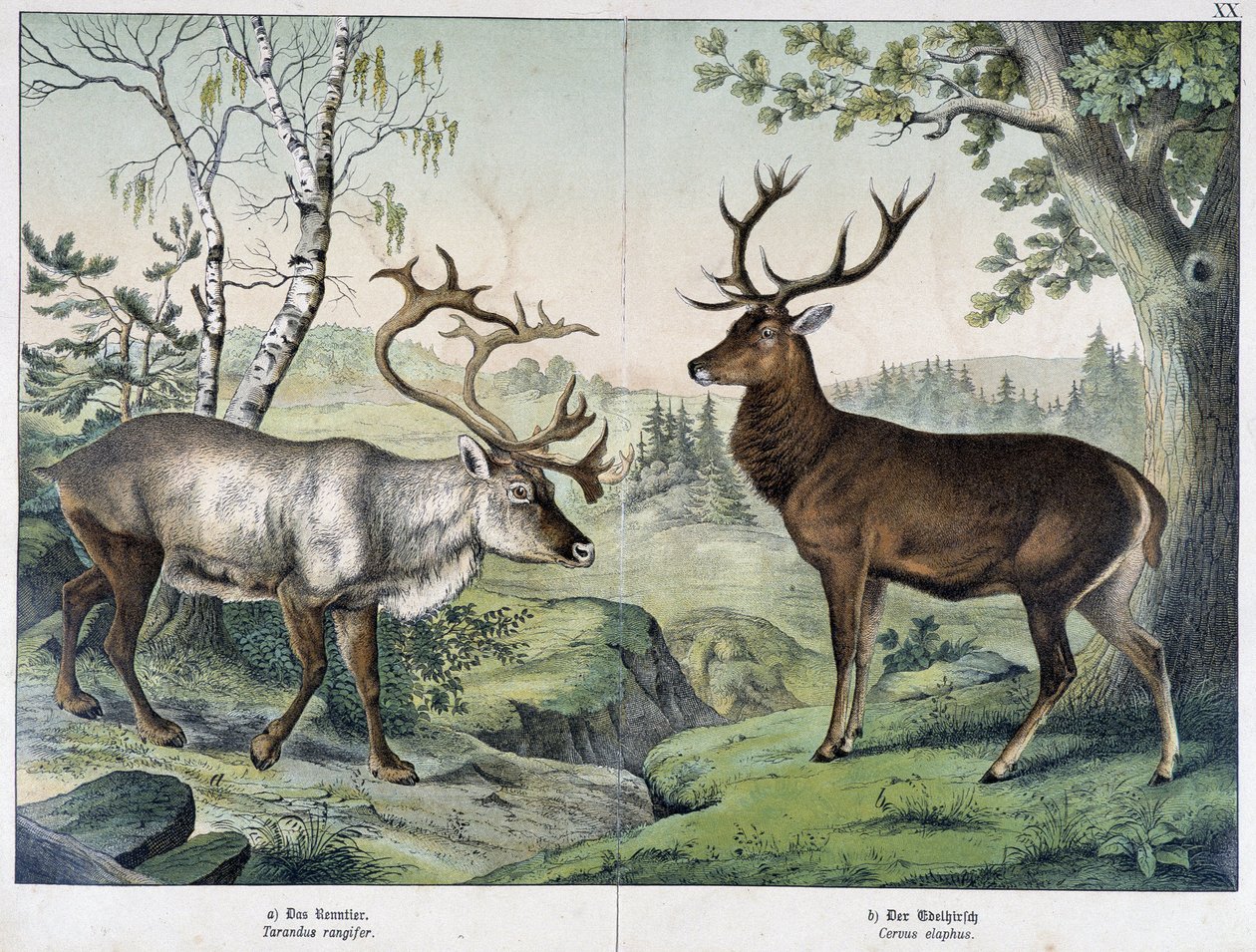 Deers - julkaisussa "Nisäkkäiden luonnonhistoria", toim. Schreiber tekijältä Unknown artist