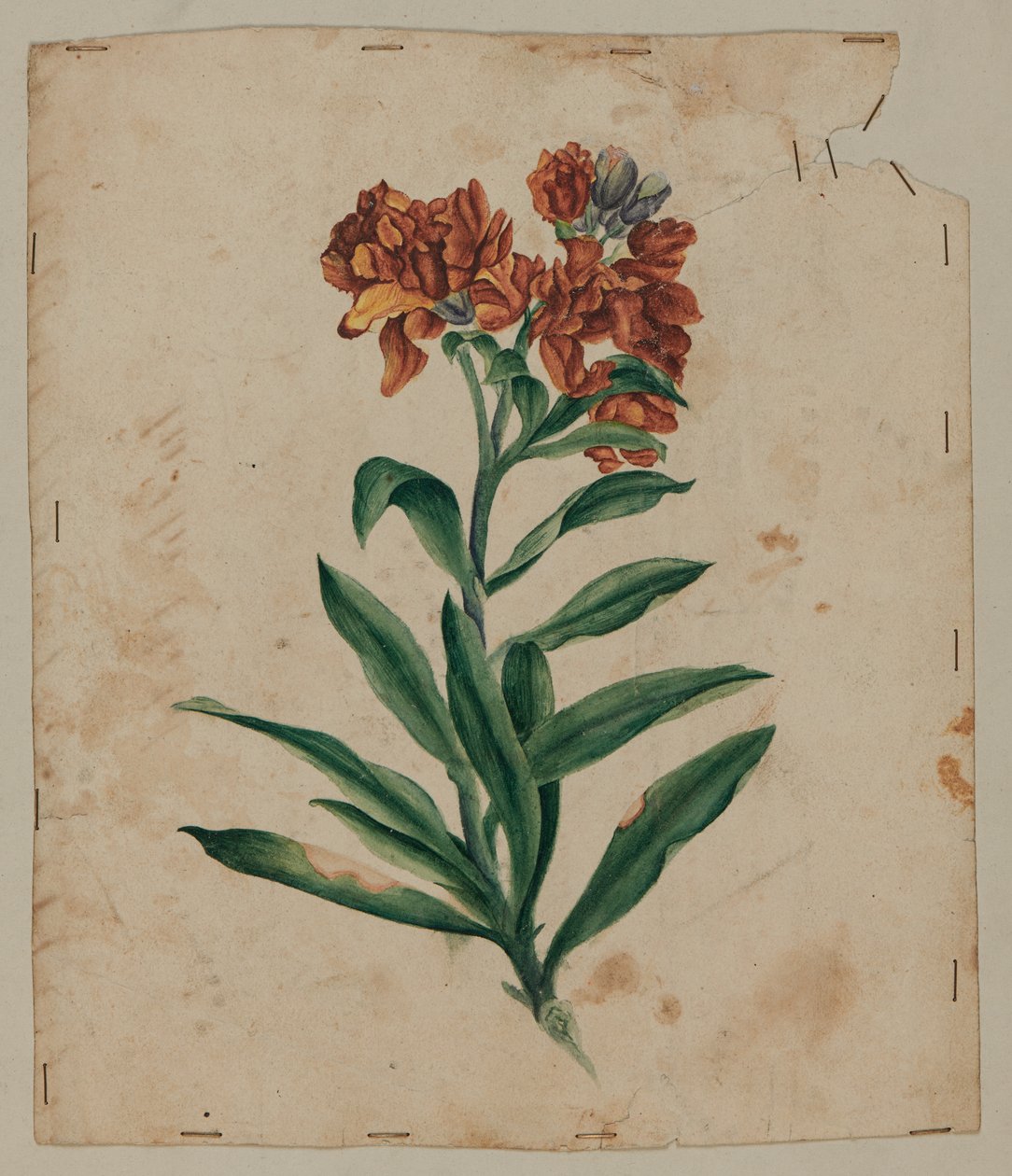 Suunnitelmapiirustus, 1700-luvun alku tekijältä Unknown artist