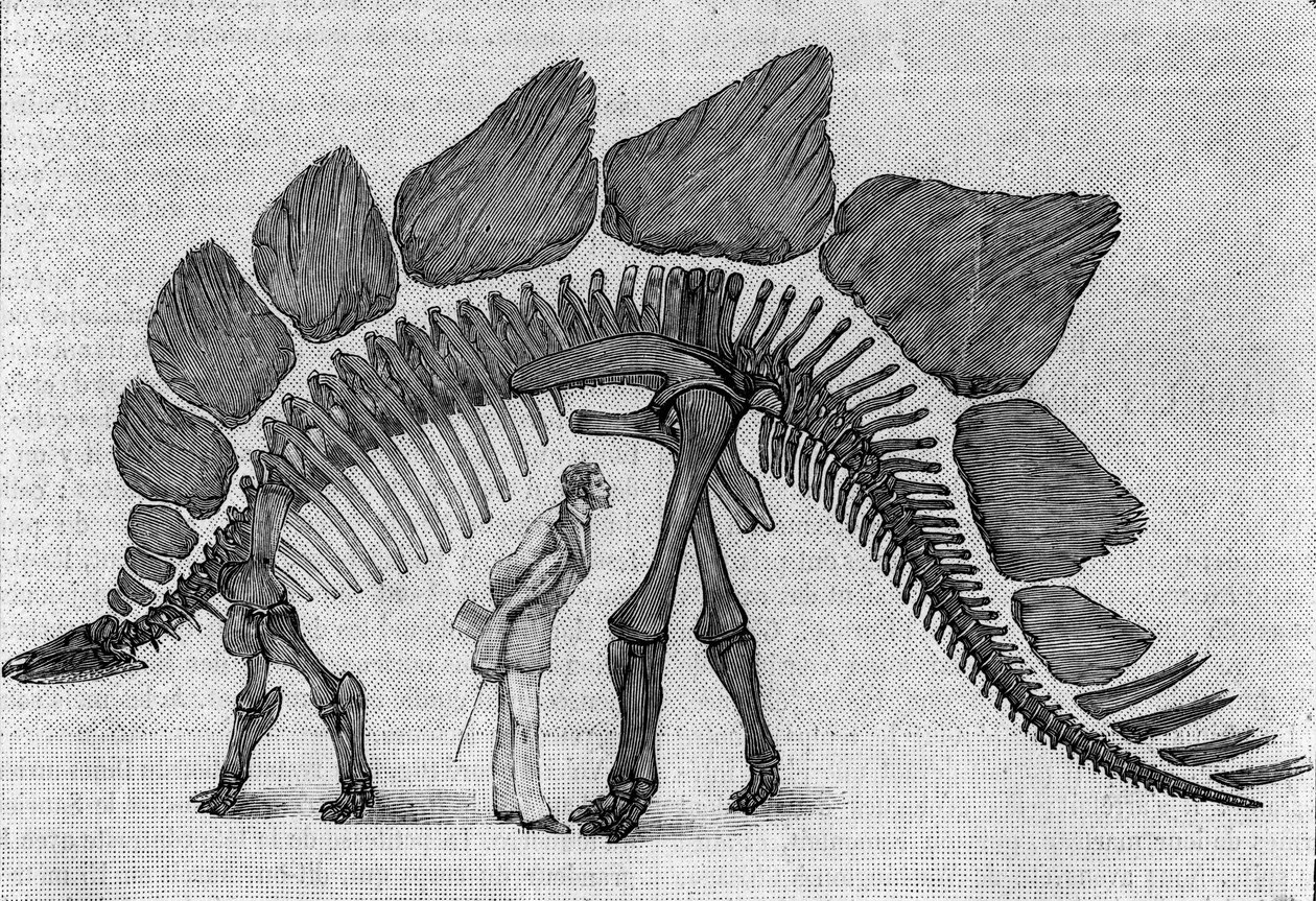 Dinosauruksen luuranko: "" Stegosaurus ungulatus", maaliskuu. Kalliovuorten ylempi jura. Jäljennös piirroksesta, jonka herra March toimitti Albert Gaudrylle instituutista. Kaiverrus "" La Nature: revue des sciences et de leurs applications aux tekijältä Unknown artist