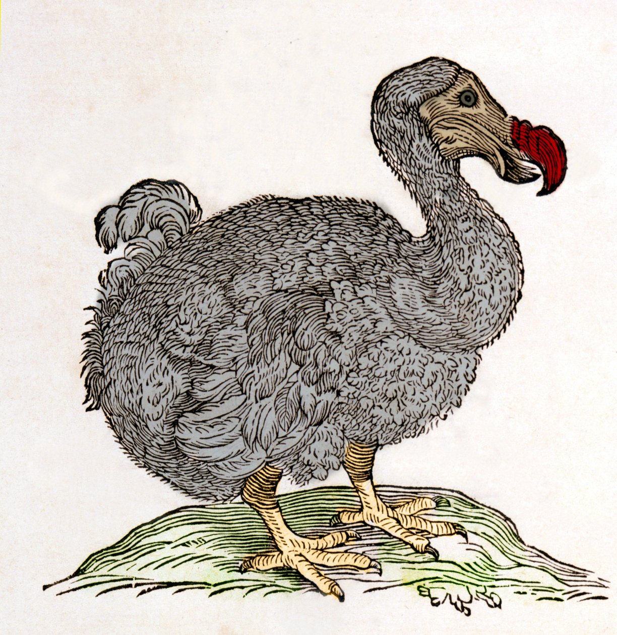 Dodo tai Dronte. Lintu katosi - William Pisonin teoksessa "On Intia sekä luonnollinen että lääketieteellinen" Amsterdamissa tekijältä Unknown artist
