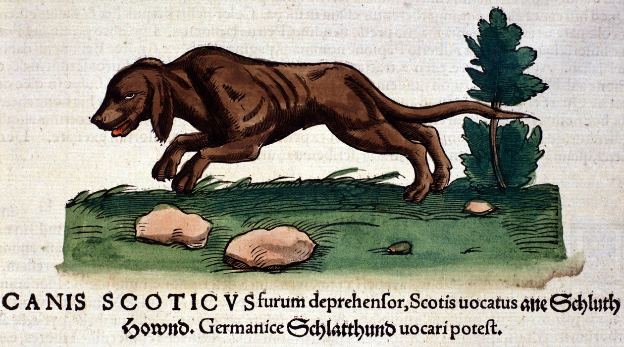 Koira Historia Animaliumista, kirjoittanut Conrad Gesner, Tiguri 1560. Biblioteca nazionale Braidense. Milano tekijältä Unknown artist