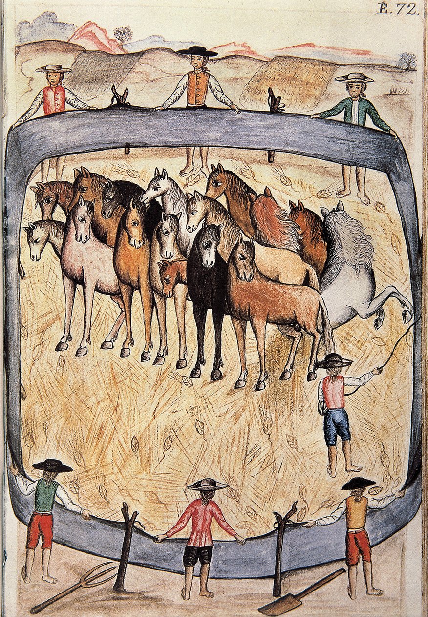 Villihevosten kouluratsastus, kirjasta "Trujillo del Peru" tai "Codex Martinez Companion", Baltazar Martinez Companion ja Bujanda, Trujillon piispa (1782-1785) tekijältä Unknown artist