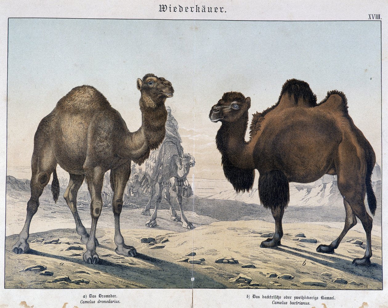 Dromedaari ja kameli - julkaisussa ”Nisäkkäiden luonnonhistoria”, toim. Shreiber, München tekijältä Unknown artist