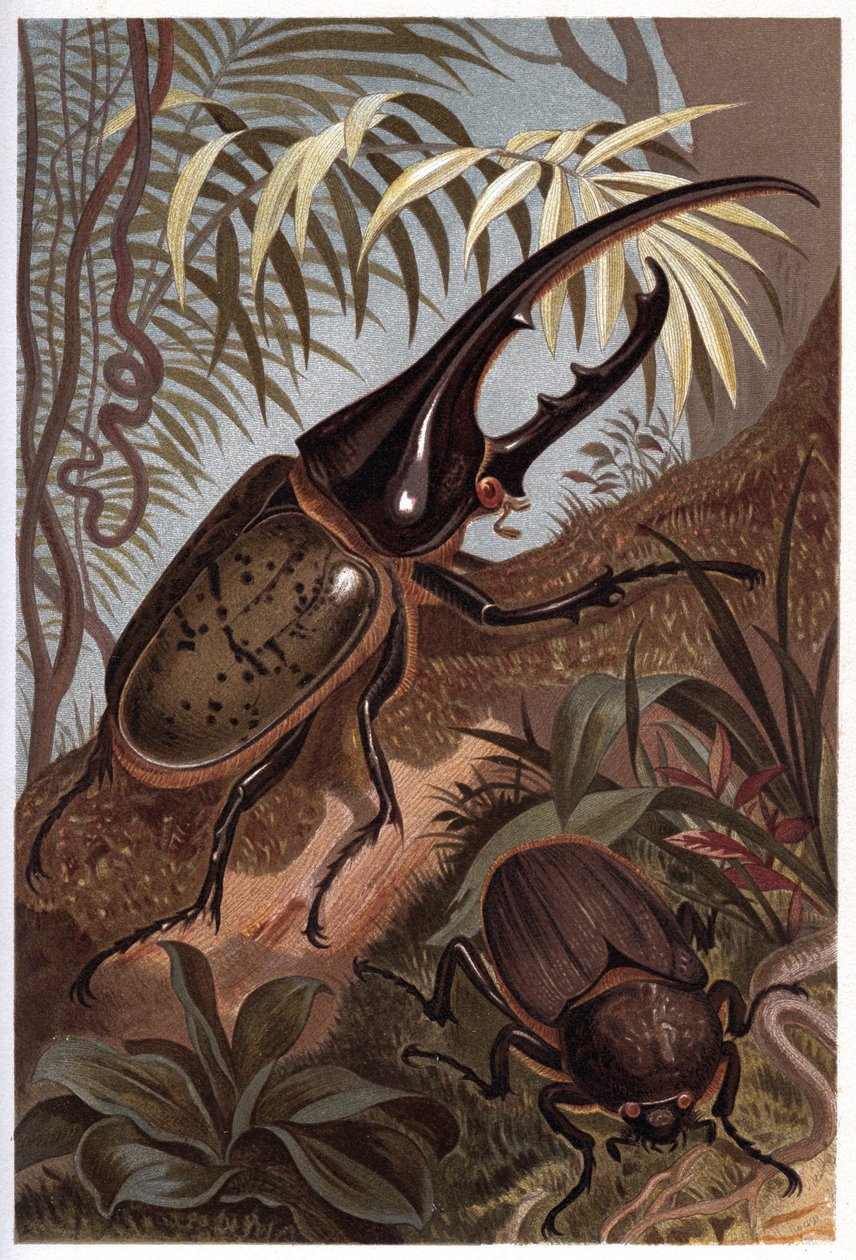Dynastes hercules, skarabee sarvikuono - Hercules-kuoriainen tekijältä Unknown artist