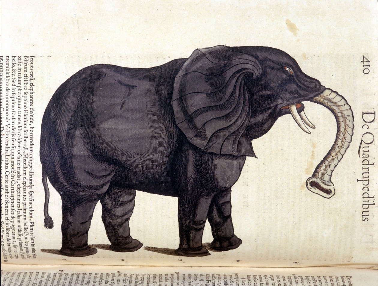 Elefantti Historia Animaliumista, kirjoittanut Conrad Gesner, Tiguri 1560. Biblioteca nazionale Braidense. Milano tekijältä Unknown artist
