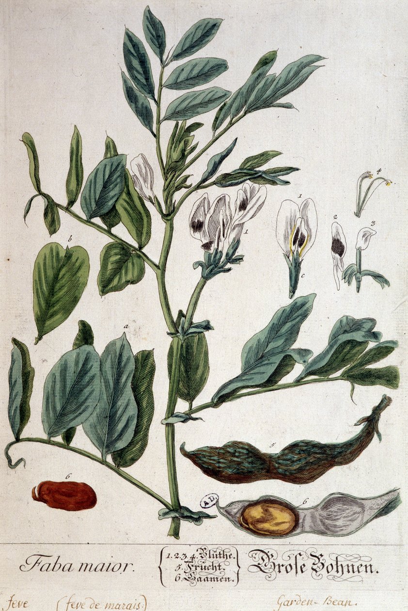 Faba Major (marsh feve) - kasvitieteellinen lauta tekijältä Unknown artist