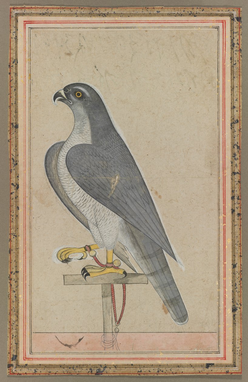 Falcon tekijältä Unknown artist