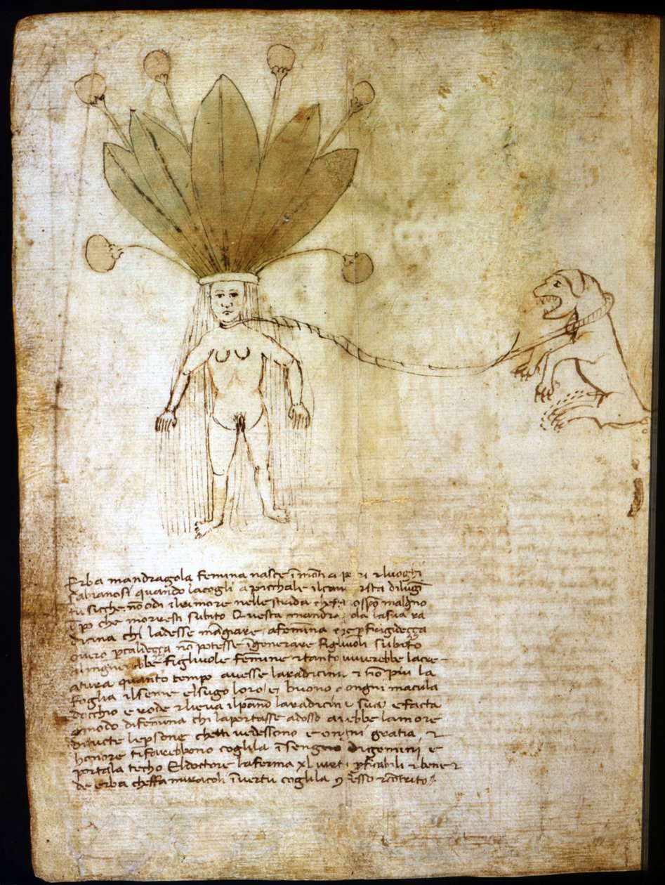 Naarasmandrake, uutettu 1300-luvun yrtistä. tekijältä Unknown artist