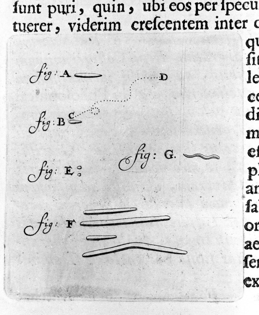 Ensimmäinen bakteeriesitys Hollantilainen kauppias ja tiedemies Antoine van Leeuwenhoekin (tai Leeuvenhoek Leeuwenhoeck) (tai Antoni tai Anthonie) (1632-1723) kuvaus hänen suussaan olevista bakteereista tehdyn tutkimuksen jälkeen. Kaiverrus "Arcana Natura  tekijältä Unknown artist