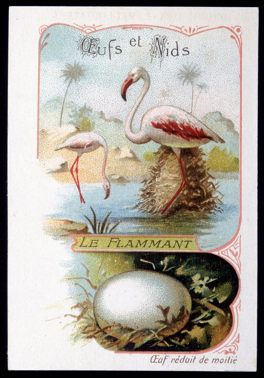 Flamingo - munat ja pesät. 1800-luvun kromolitografia. tekijältä Unknown artist