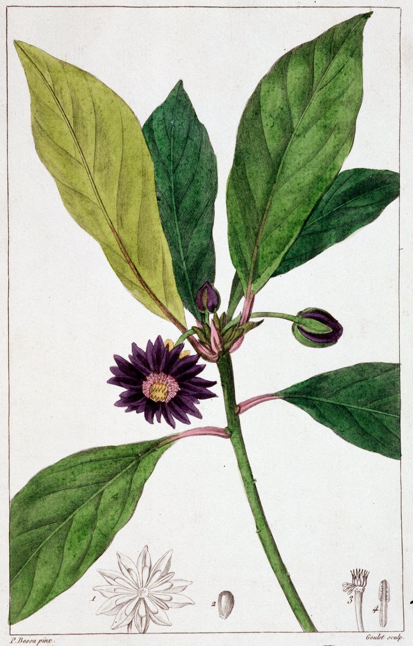 Florida Badiane - kasvitieteellinen lauta tekijältä Unknown artist