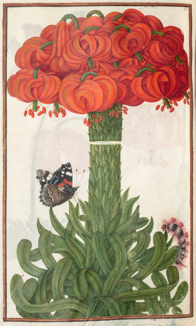 Florilegium: (sivu 18 verso) kimppu oransseja liljoja tekijältä Unknown artist