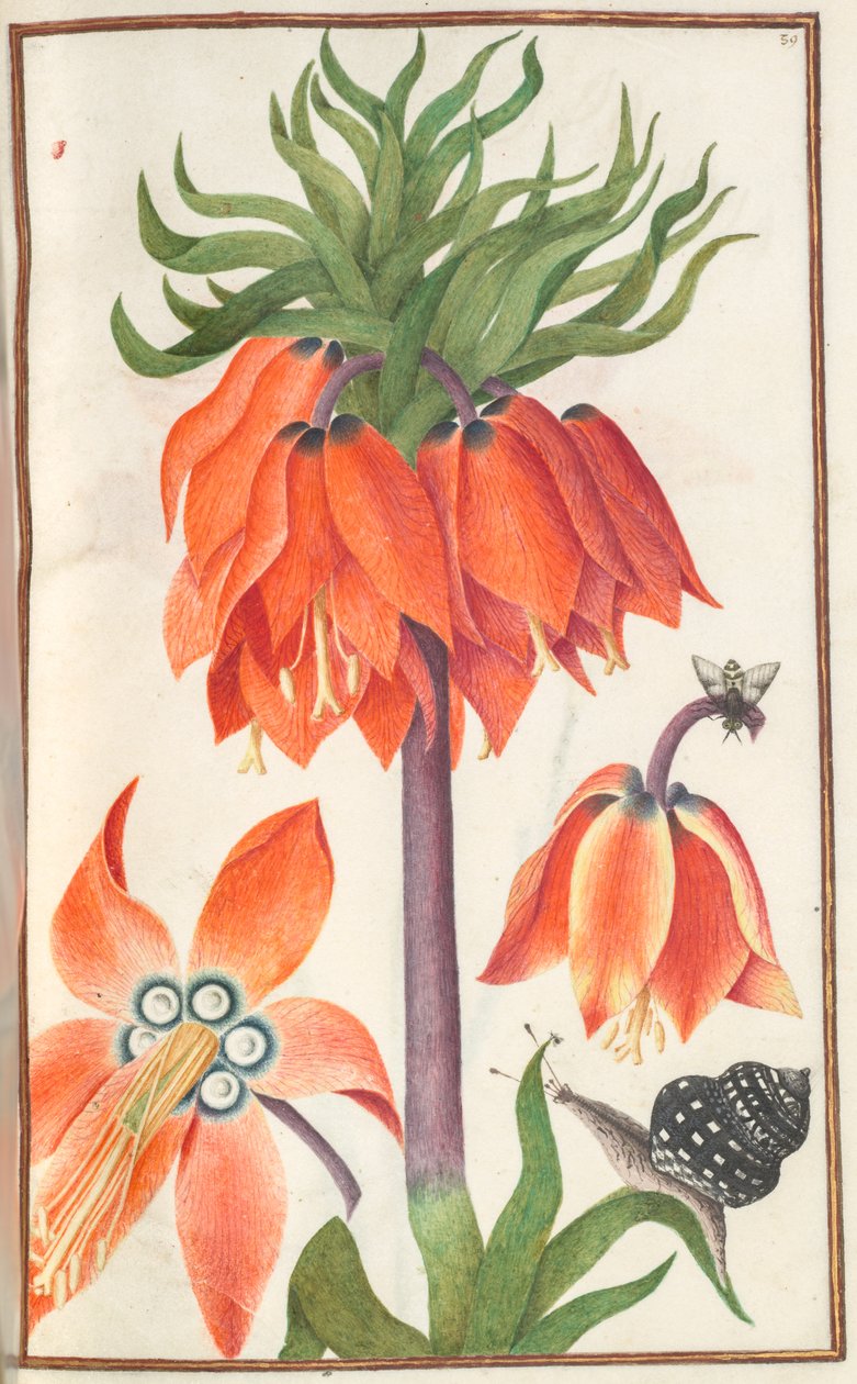 Florilegium: (sivu 19 recto) orange fritillaria imperialis (Crown Imperial) tekijältä Unknown artist