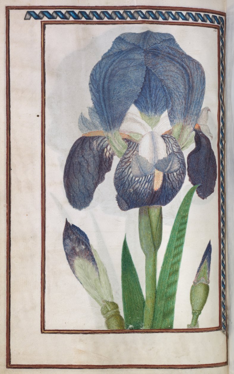 Florilegia tekijältä Unknown artist