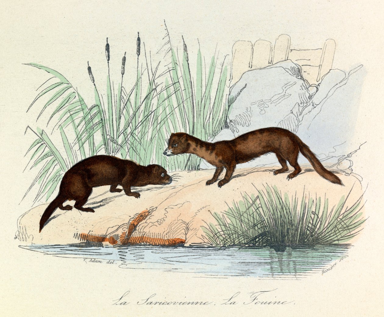 Fouine ja Saricovienne Linneenen ja Cuvierin luokittelemina kirjassa "Completes de Buffon" (kaiverrus). tekijältä Unknown artist
