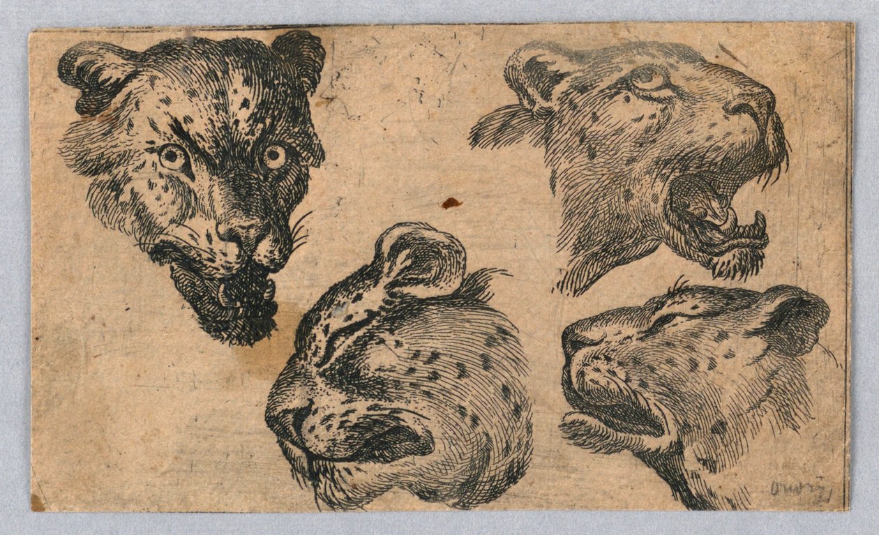 Neljä tutkimusta leopardin päistä tekijältä Unknown artist