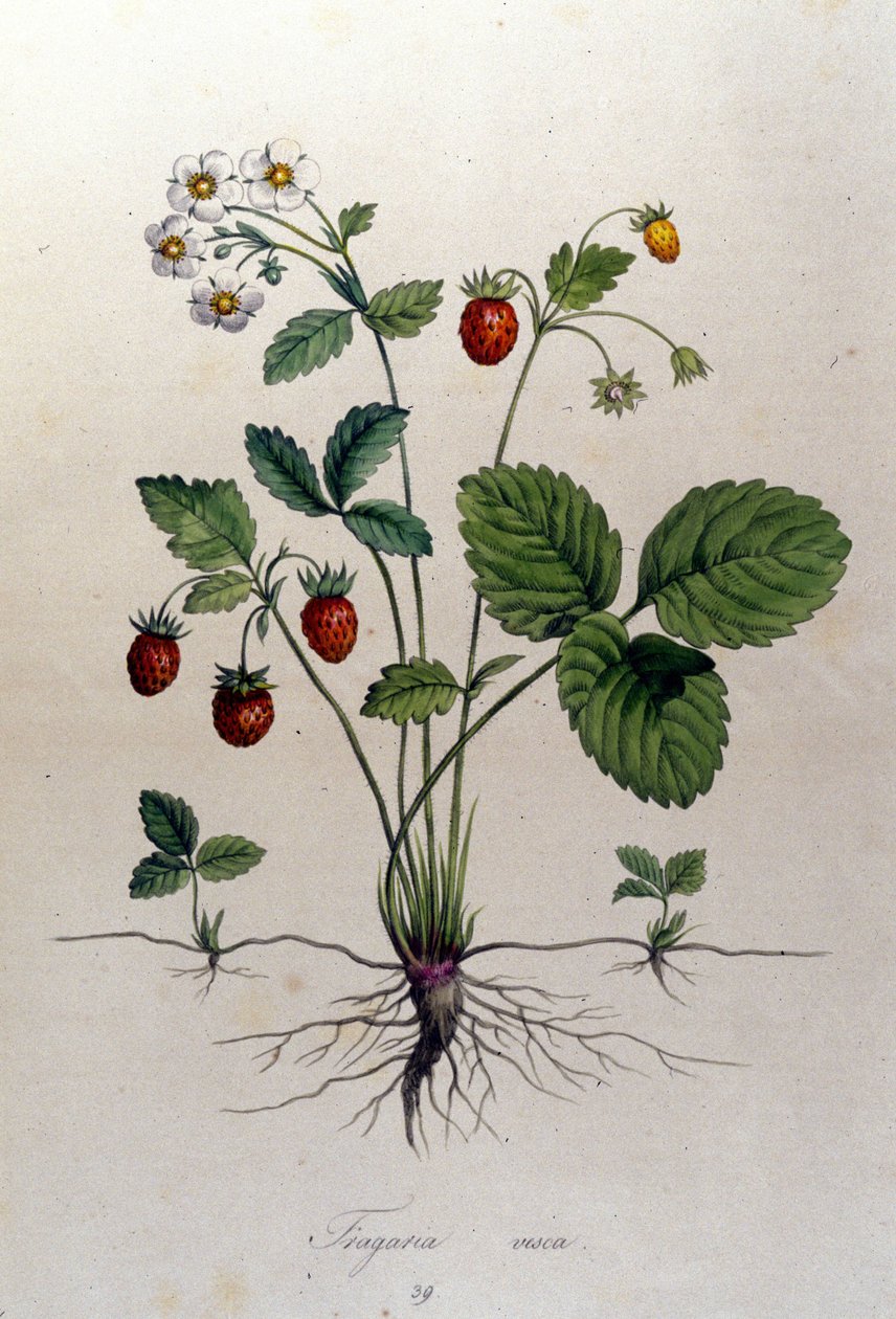 Fragaria Vesca (villimansikka). tekijältä Unknown artist