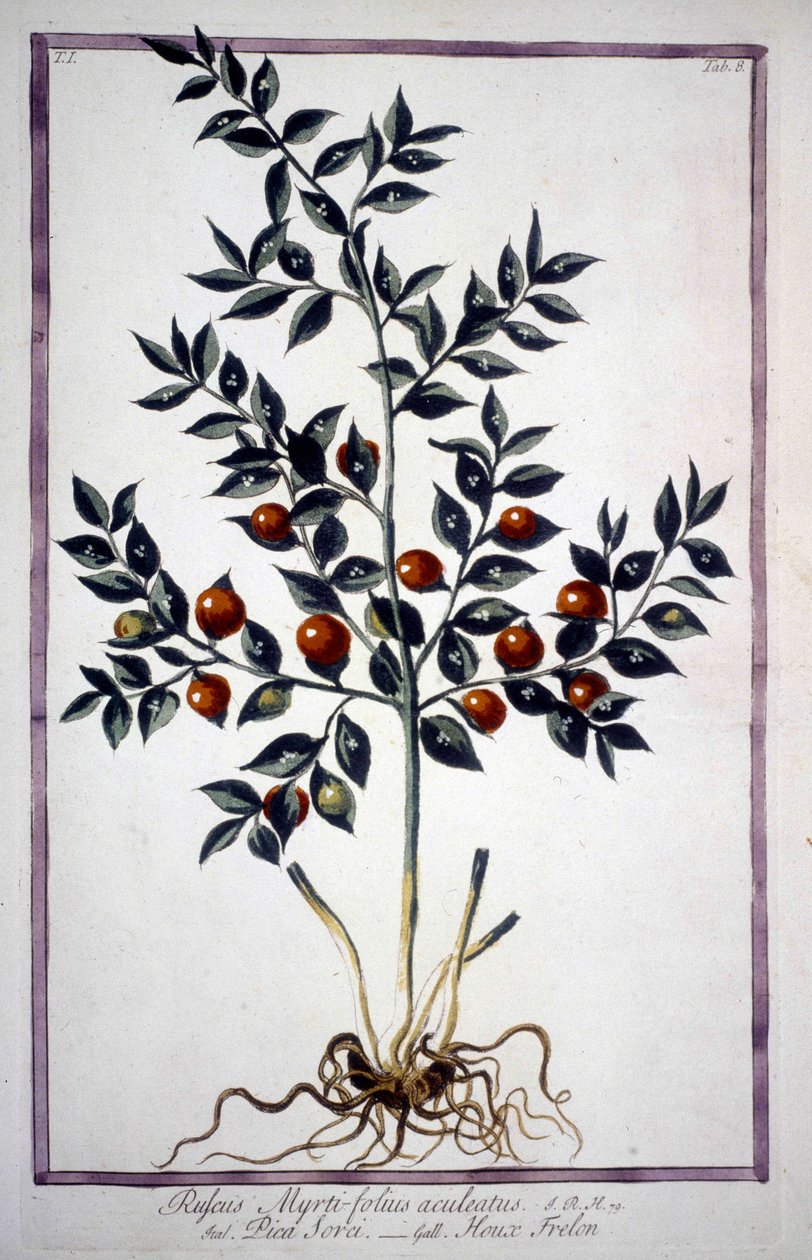 Fragon False Holly tai Small Holly (Ruscus) 1800-luvun herbaariossa. tekijältä Unknown artist