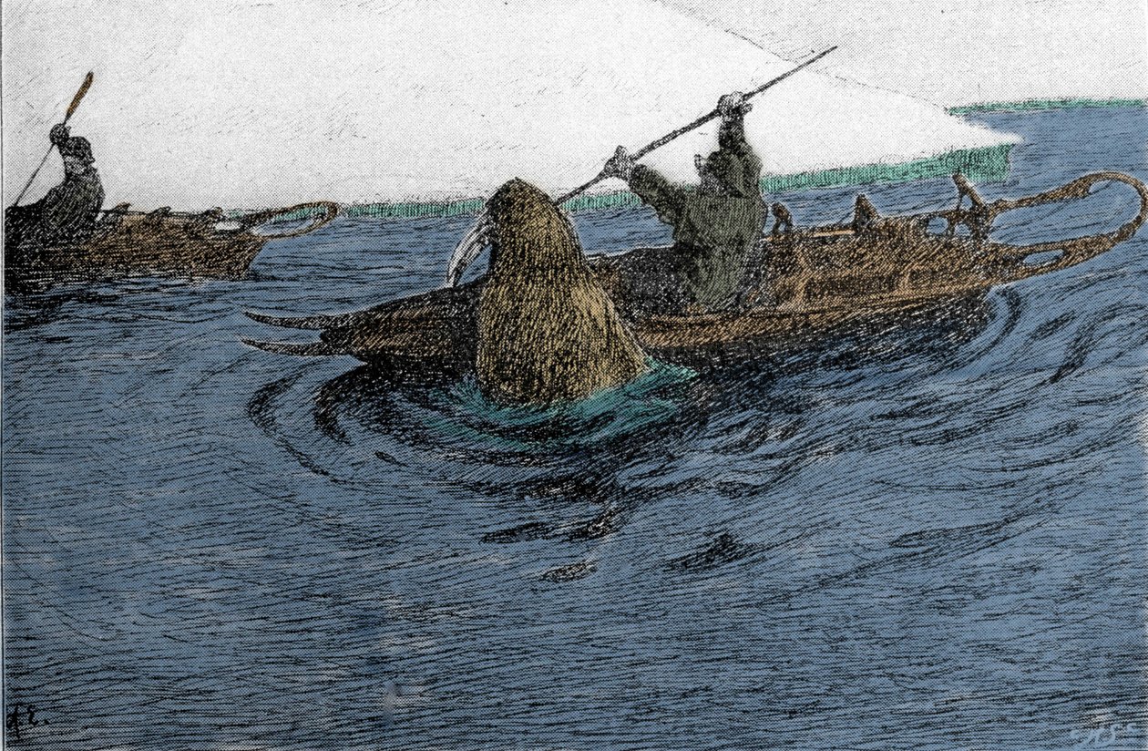 Fridtjof Nansen (1861-1930), norjalainen tutkimusmatkailija, jonka kimppuun mursu hyökkäsi pohjoisnavalla vuonna 1896. Hän kantaa Schlitteä kajakissa. Kaiverrus 1800-luvulta. tekijältä Unknown artist