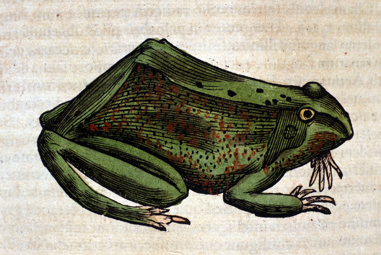 Sammakko Historia Animaliumista, kirjoittanut Conrad Gesner, Tiguri 1560. Biblioteca nazionale Braidense. Milano tekijältä Unknown artist