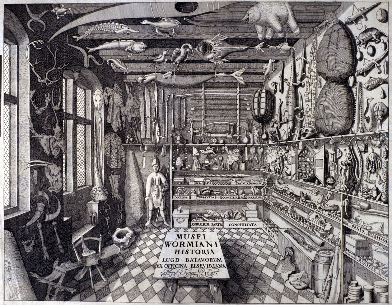 "Musei Wormiani Historia" -elokuva, joka esittää Ole Wormin tai Olaus Wormiuksen uteliaiden kabinetin sisusta tekijältä Unknown artist