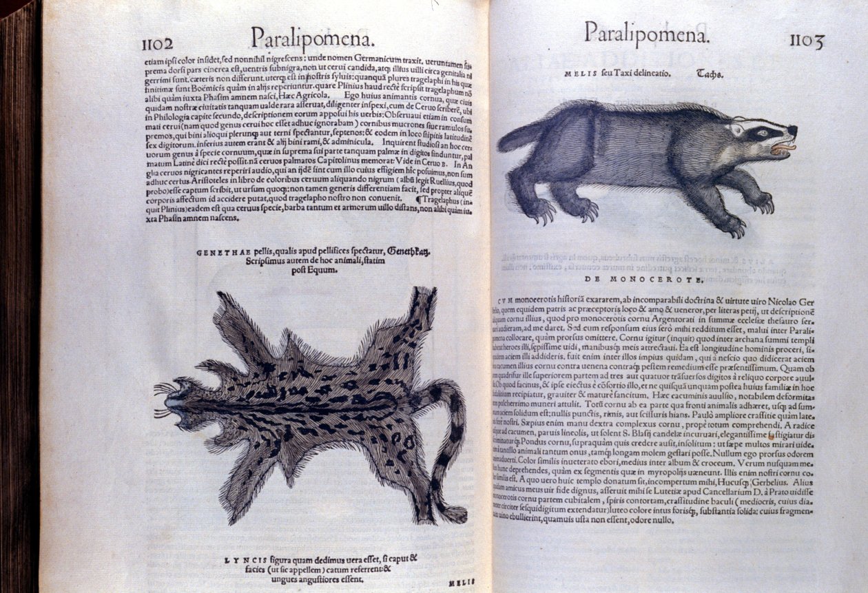 Turkiseläimet - teoksessa Historia Animalium, kirjoittanut Conrad Gesner (1516 - 1565), Tiguri tekijältä Unknown artist