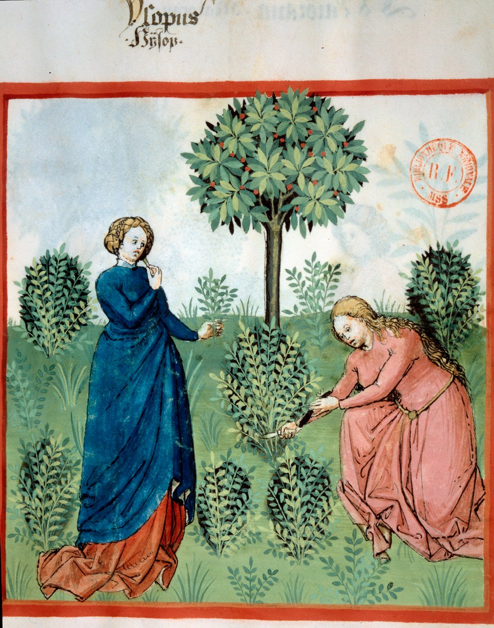 Hanki iisoppi. Kaksi naista leikkaa iisopin oksia (lääke- ja aromikasvi). Miniatyyri kirjassa "" Tacuinum sanitatis. Taqwim es siha” (Folio 30), kirjoittanut Ibn Butlan, v.1445-1451. Pariisi, BN. tekijältä Unknown artist