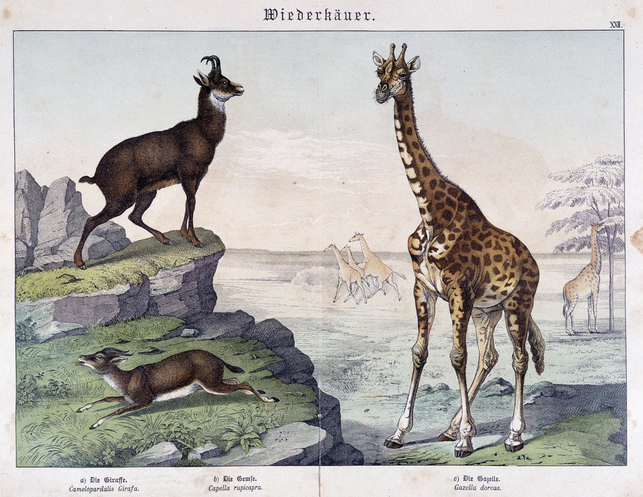 Kirahvi, säämiskä ja gaselli - teoksessa "" Histoires naturelle des mammals"", toim. Schreiber tekijältä Unknown artist