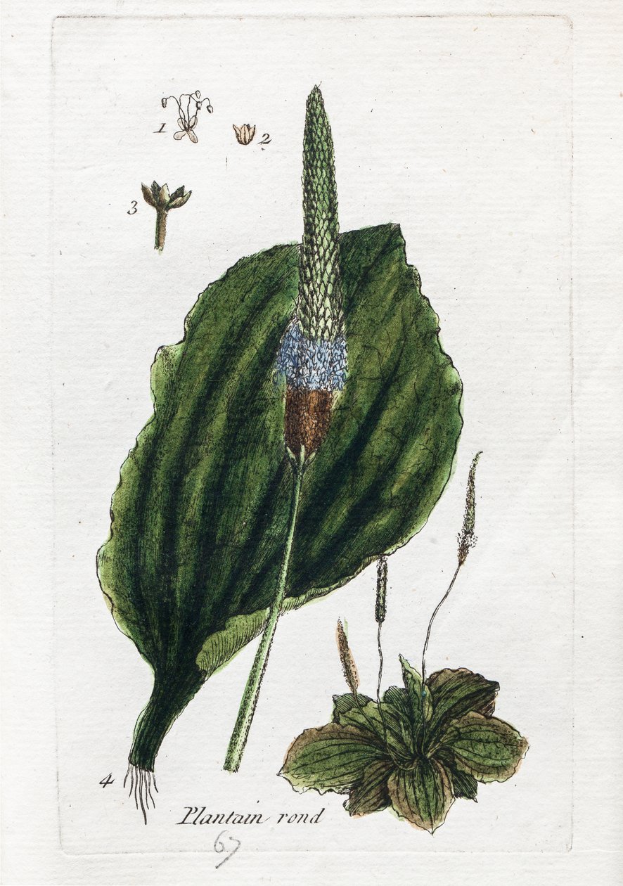 Great Plantain tai Major Plantain tekijältä Unknown artist