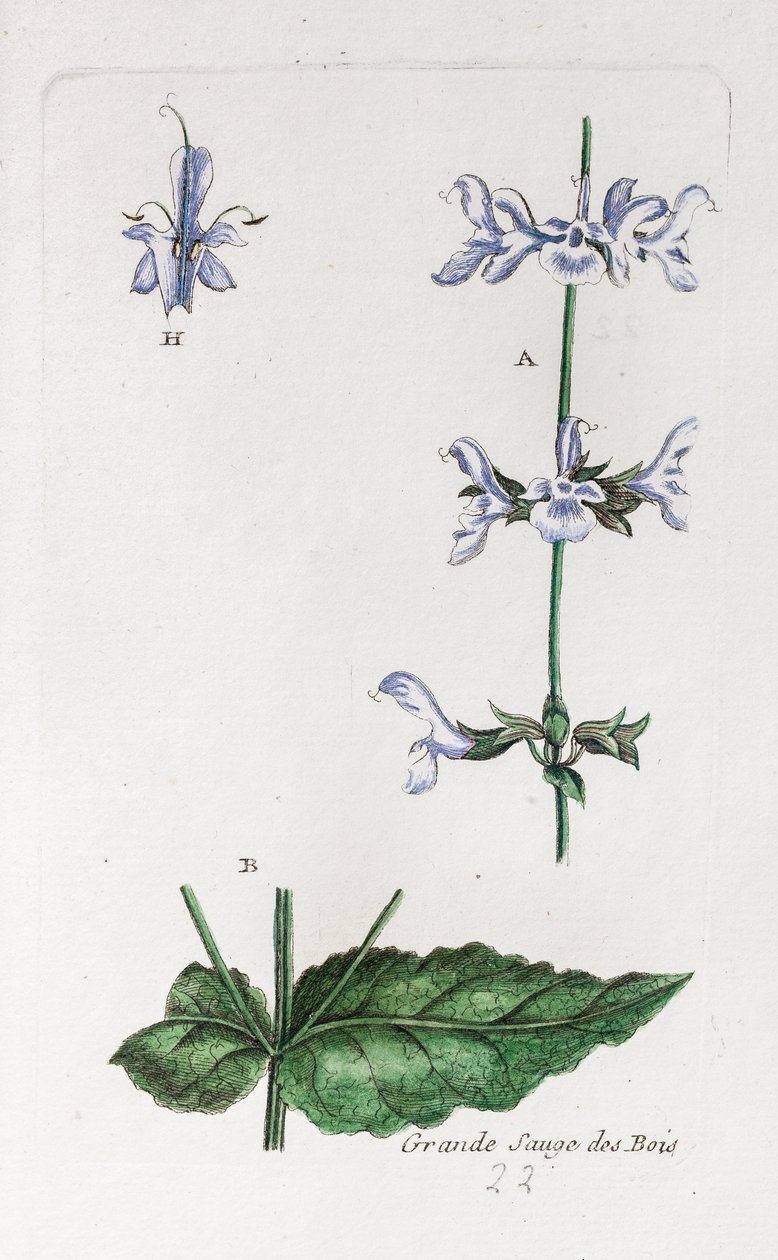 Suuri metsäsalvia tekijältä Unknown artist