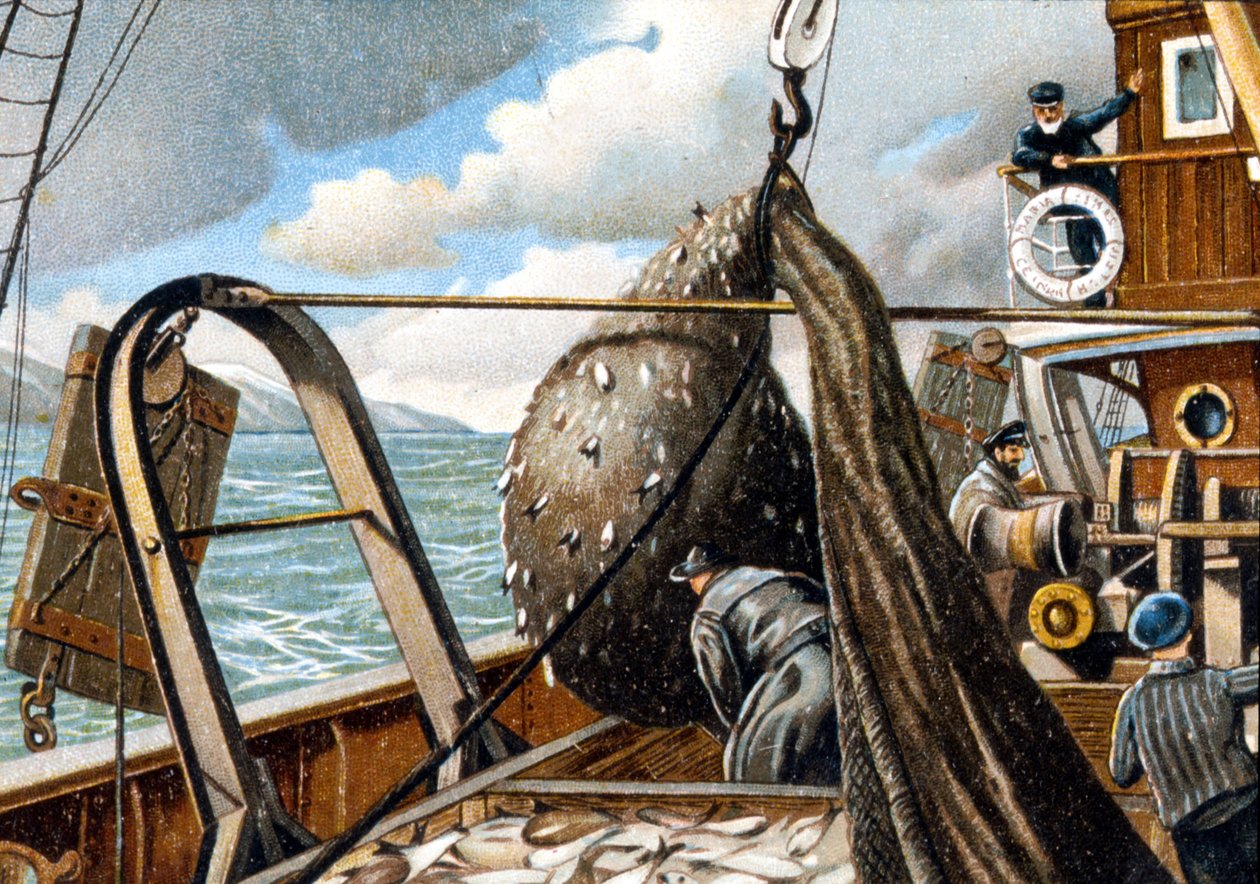 Silakkakalastus: verkon nostaminen veneeseen. 1800-luvun loppu. tekijältä Unknown artist