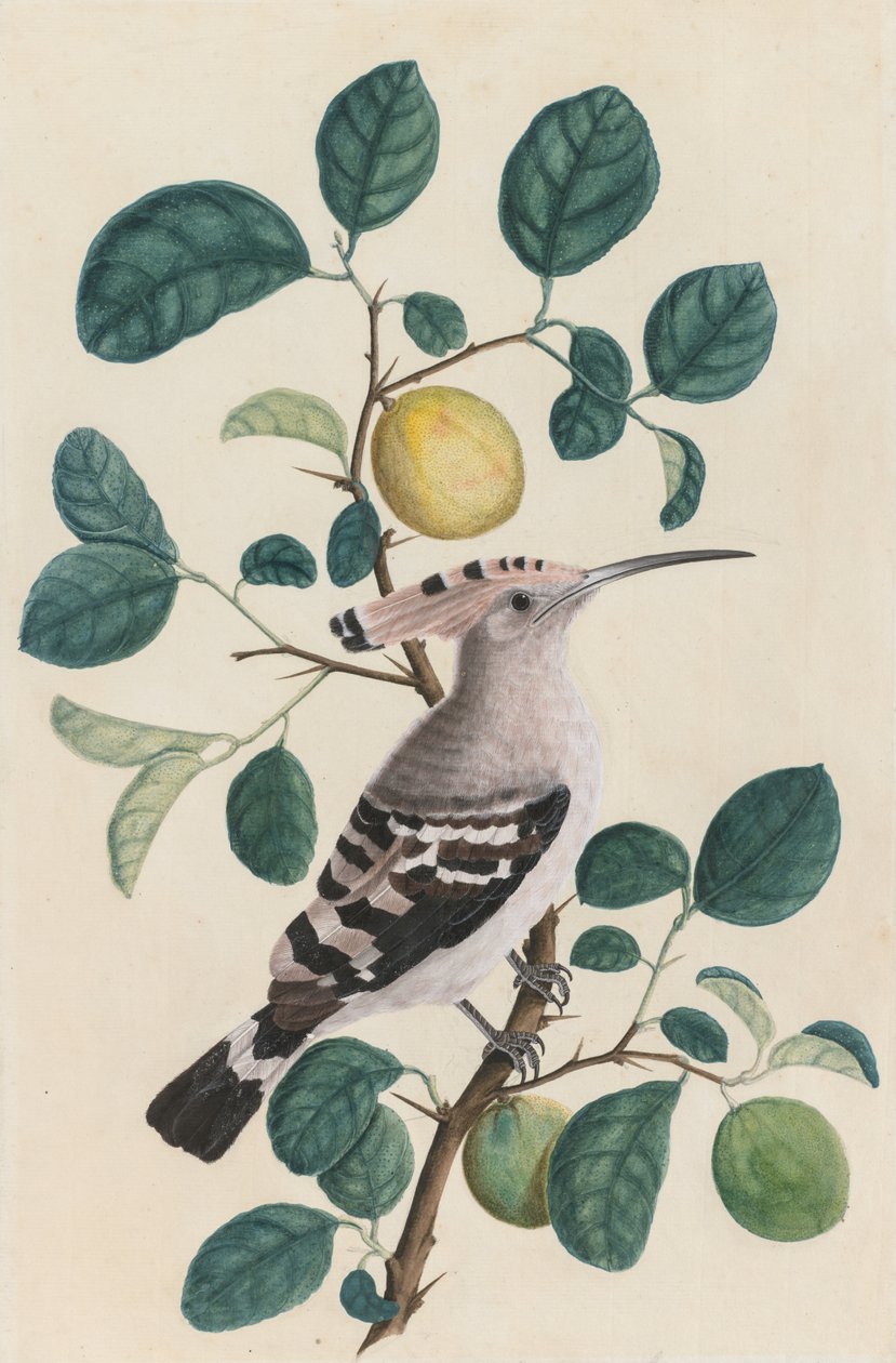 Hoopoe sitruspuun oksalla tekijältä Unknown artist