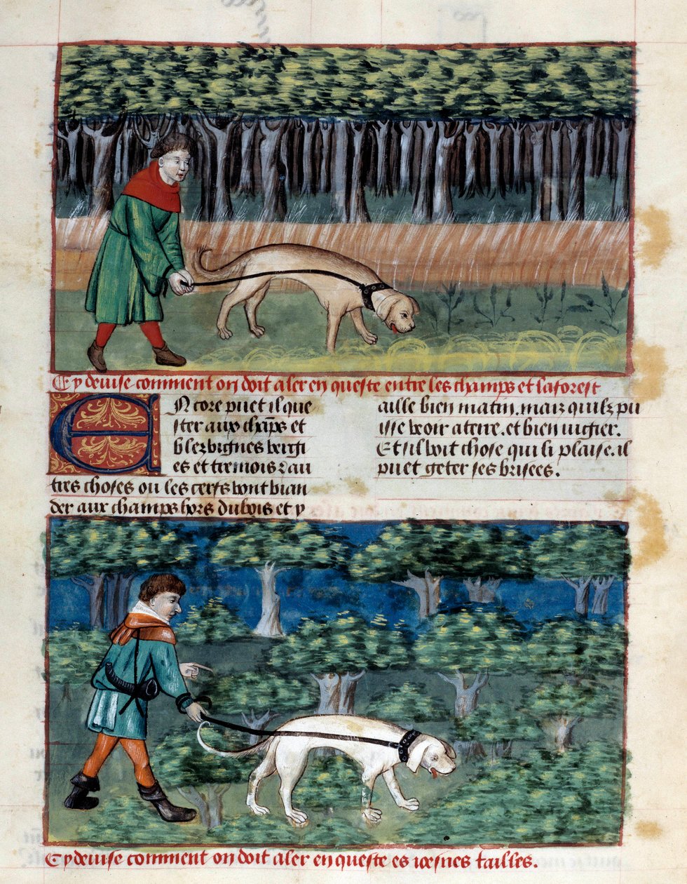 Kuinka ohjata koiria Miniatyyri, joka on otettu Gaston III Phoebusin, Foixin kreivin, Lord of Bearnin (1331-1391) "Metsästyksen kirjasta" tekijältä Unknown artist