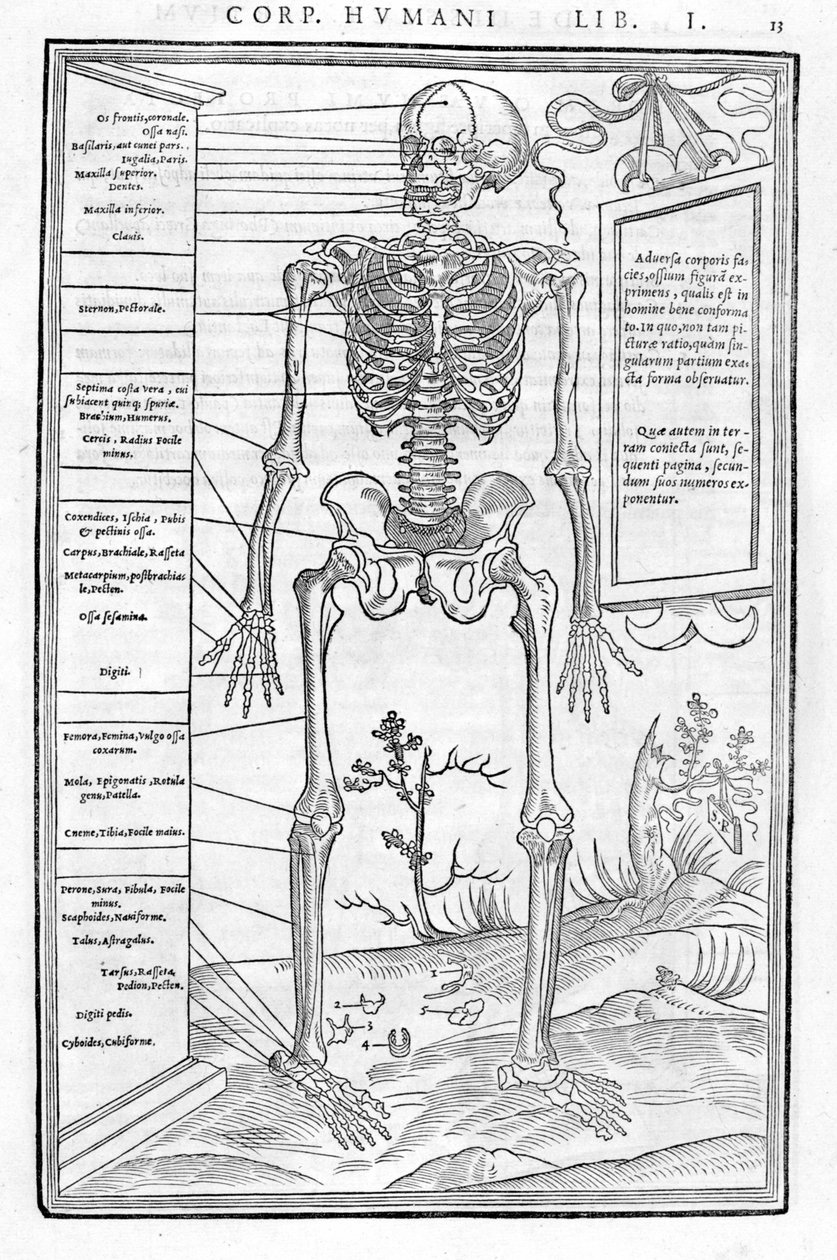 Ihmisen luuranko, etuosa. Anatominen levy "" De dissectione partium corporis humani libri kolme... "" Carlo Stefano Riverio, Pariisi 1545 tekijältä Unknown artist