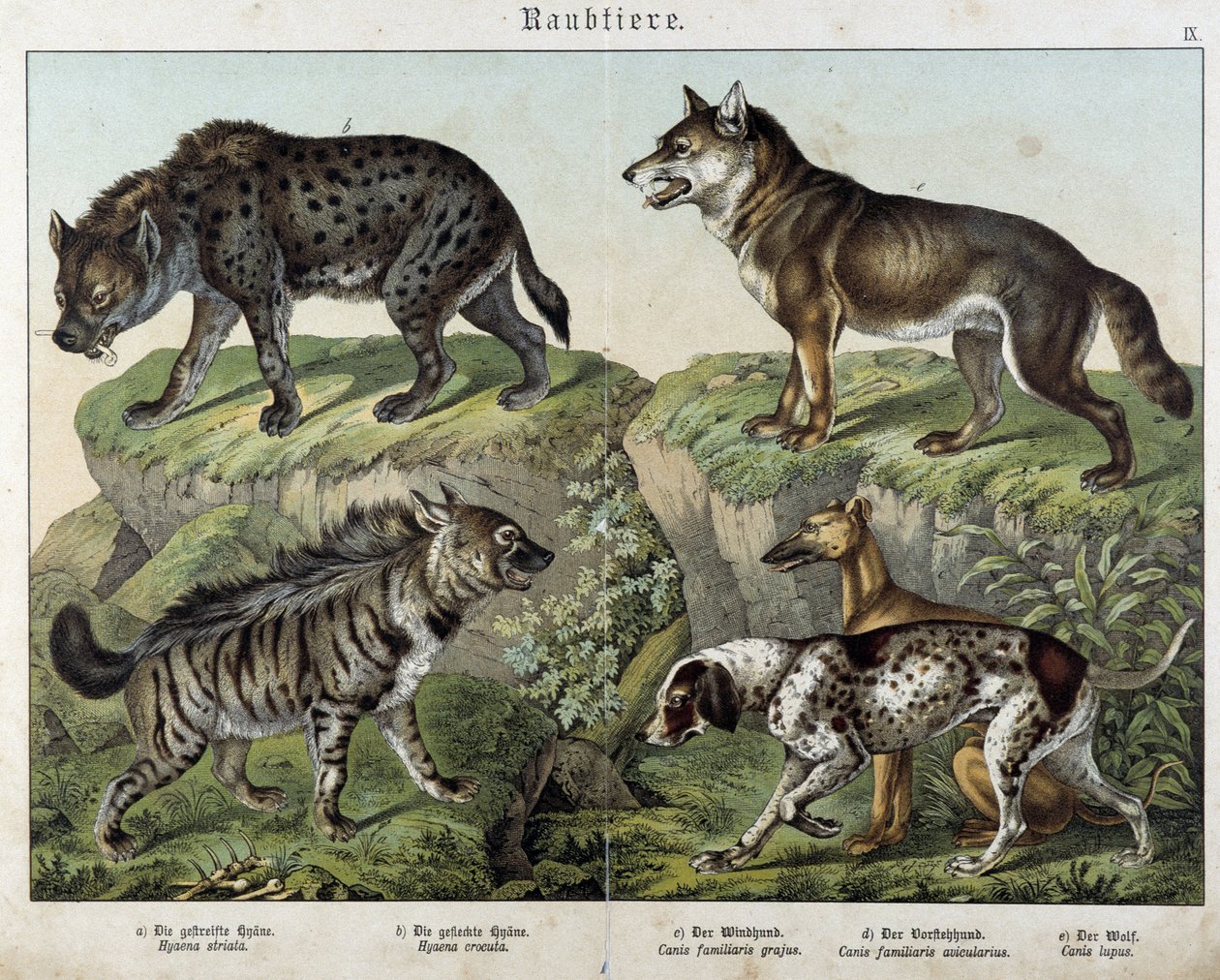 Hyeenat ja koirat. julkaisussa "" Natural Histories of nisäkkäiden", toim. Schreiber tekijältä Unknown artist