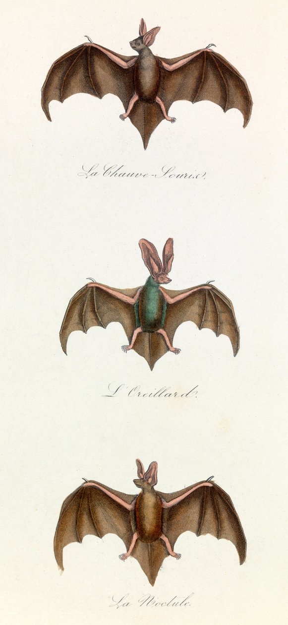 Kuvitus kirjasta "Complete Works of Buffon": Buffon: Les Quadrupedes: Bat souris (kaiverrus) tekijältä Unknown artist