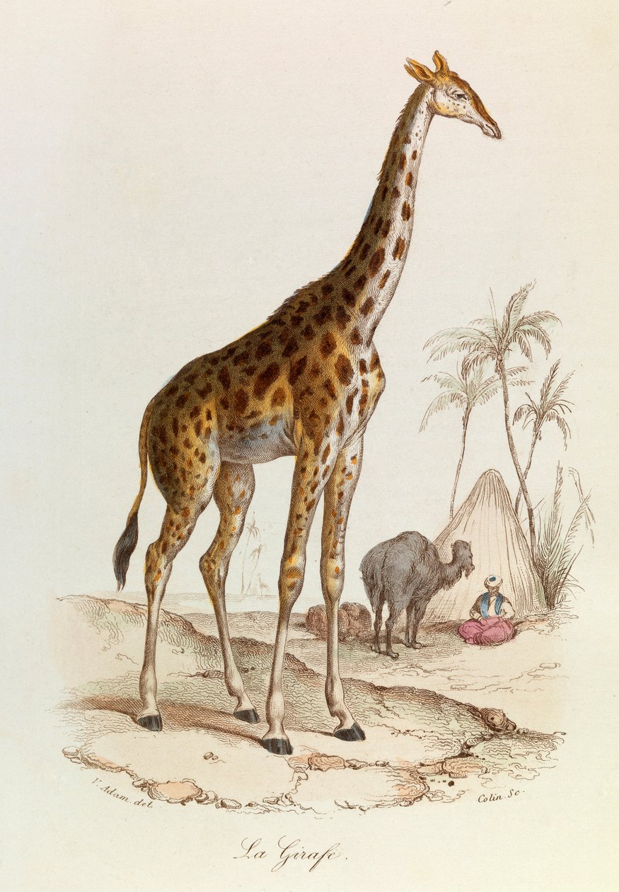 Kuvitus kirjasta "Complete Works of Buffon": Buffon: Les Quadrupedes: La giraffe (kaiverrus) tekijältä Unknown artist