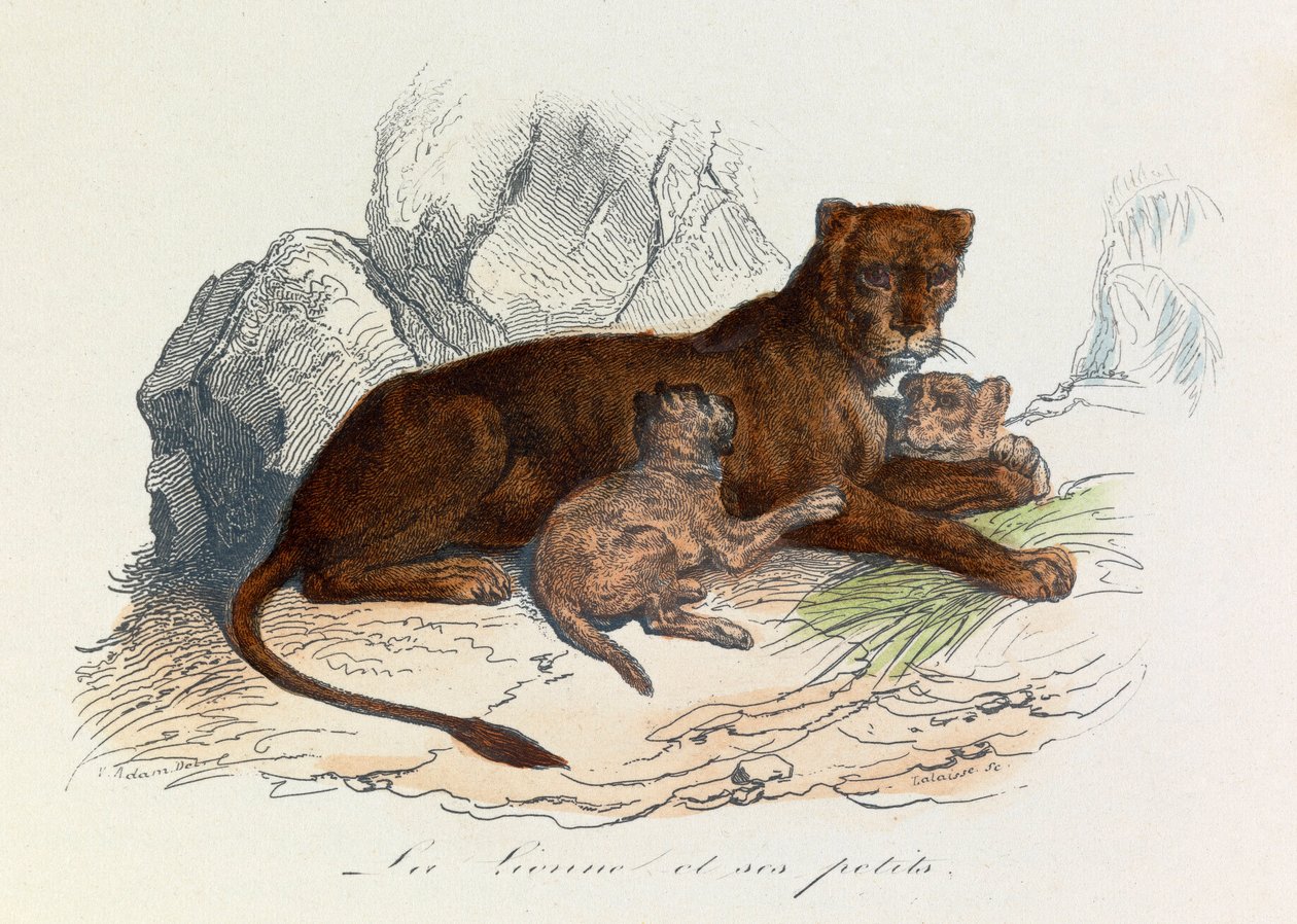 Kuvitus kirjasta "Complete Works of Buffon": Buffon: Les Quadrupedes: La lionne et ses petits (kaiverrus). tekijältä Unknown artist