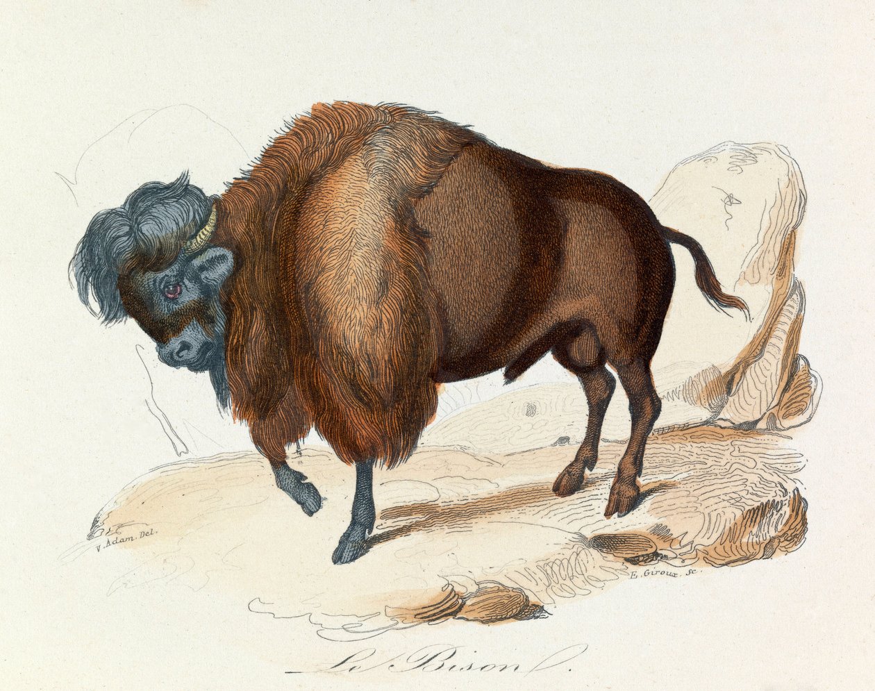 Kuvitus kirjasta "Complete Works of Buffon": Buffon: Les Quadrupedes: Le bison (kaiverrus) tekijältä Unknown artist