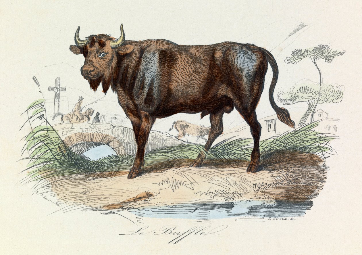 Kuvitus kirjasta "Complete Works of Buffon": Buffon: Les Quadrupedes: Le buffalo (kaiverrus) tekijältä Unknown artist