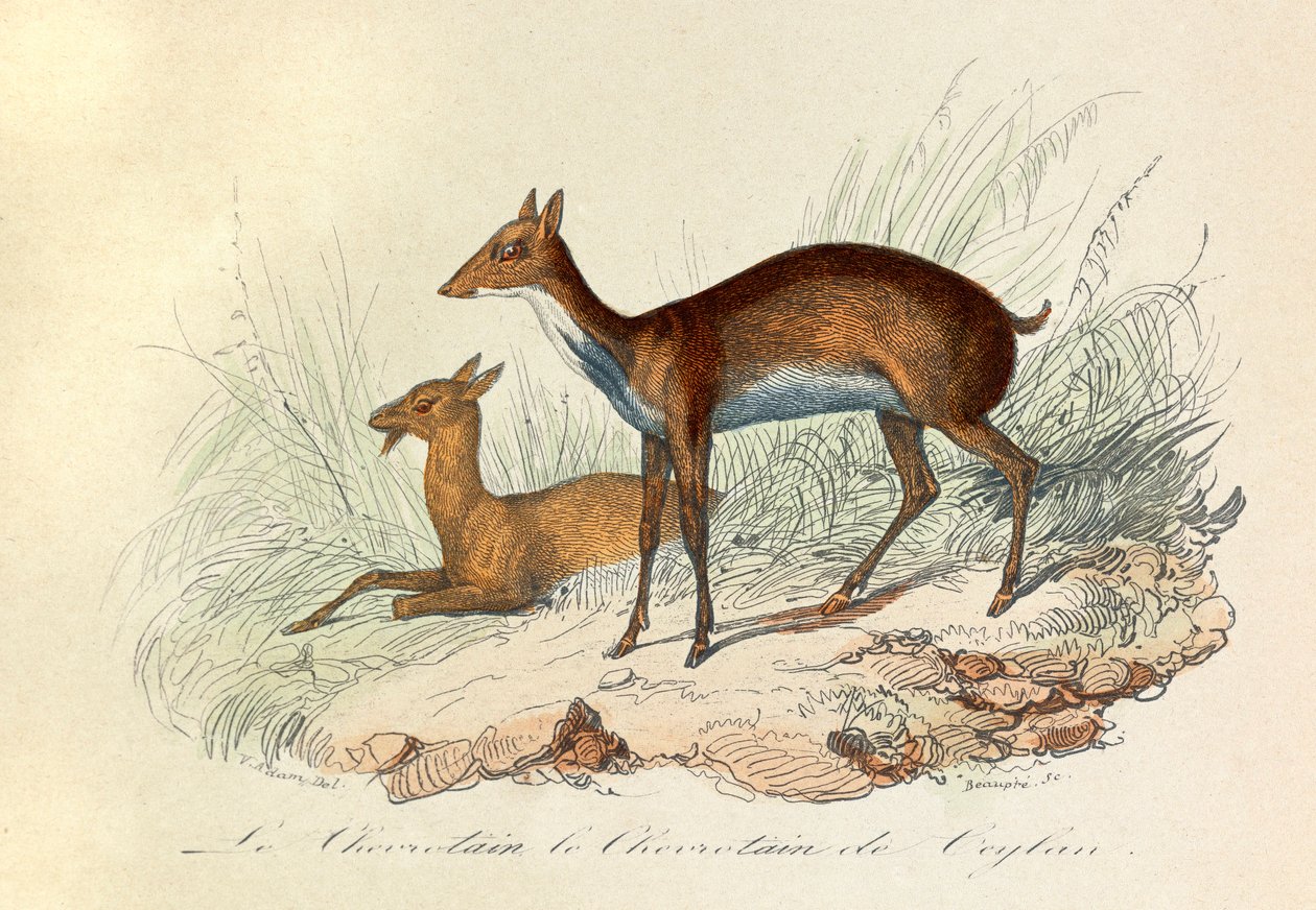 Kuvitus kirjasta "Complete Works of Buffon": Buffon: Les Quadrupedes: Le chevrotain et le chevritain de Ceylon (kaiverrus). tekijältä Unknown artist