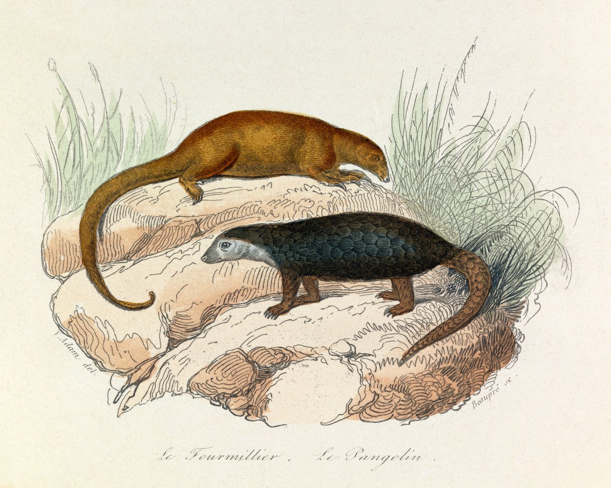 Kuvitus kirjasta "Complete Works of Buffon": Buffon: Les Quadrupedes: Le fourmillier et le pangolin (kaiverrus). tekijältä Unknown artist